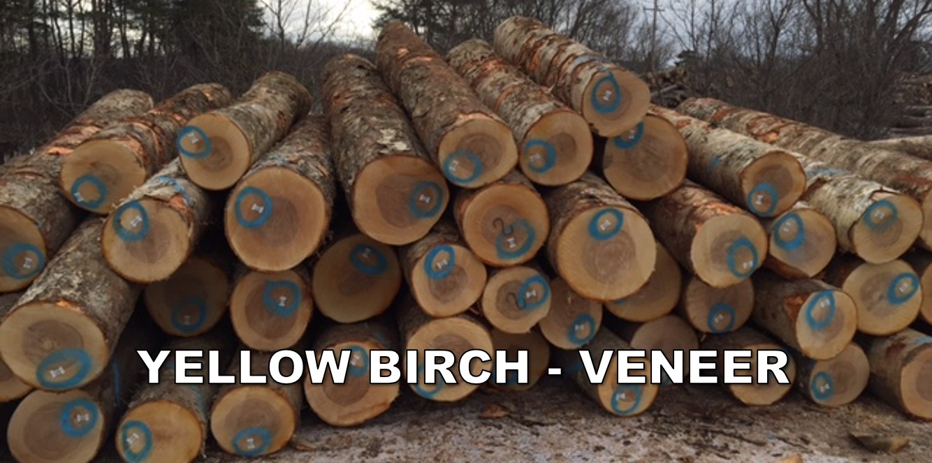 Yellow Birch Logs