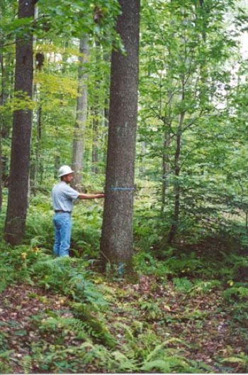 Baillie Hardwood Lumber Forestry