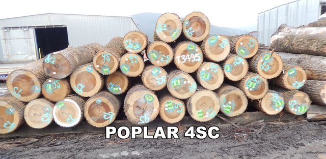 Poplar Logs